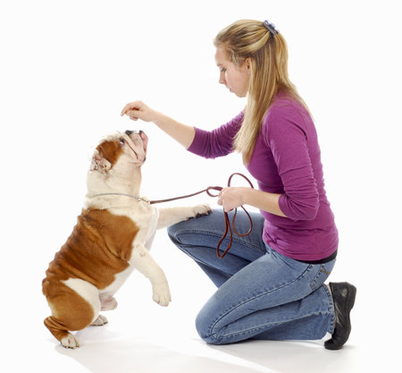 english bulldog being taught by owner to sit pretty on white backgroundの写真素材