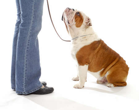 dog obedience training - english bulldog looking up watching handler on white backgroundの写真素材