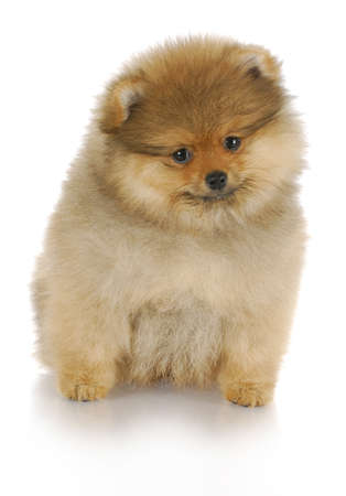 adorable pomeranian puppy sitting with reflection on white backgroundの写真素材