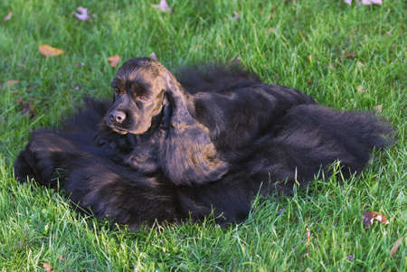 american cocker spaniel laying in the grass - champion dog in show coatの写真素材