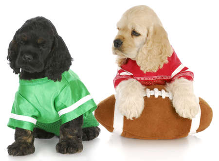 two cocker spaniel puppies wearing football jersies with football on white backgroundの写真素材