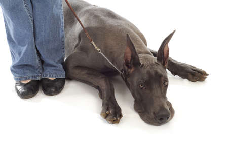 great dane laying down at owners side with reflection on white backgroundの写真素材