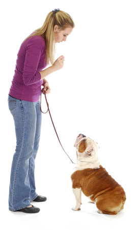 obedience training - woman teaching english bulldog to sit on white backgroundの写真素材