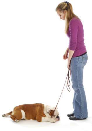obedience training - woman teaching english bulldog to down on white backgroundの写真素材