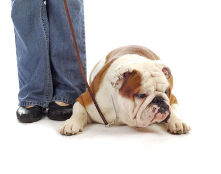 obedience training - woman teaching english bulldog to down on white backgroundの写真素材