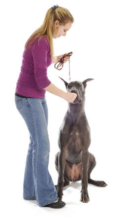 dog obedience - woman teach great dane to sit with treats on white backgroundの写真素材