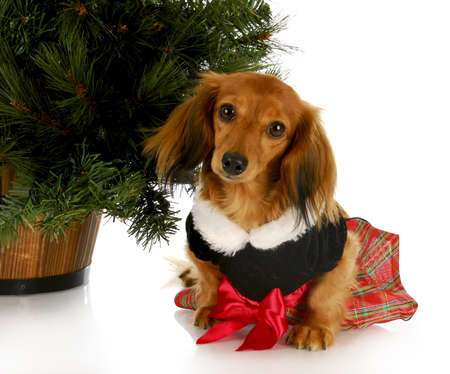 adorable dachshund puppy wearing party dress sitting under christmas tree on white backgroundの写真素材