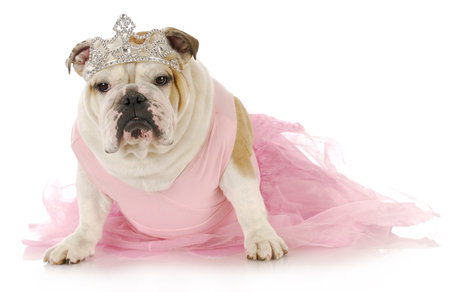 english bulldog dressed up like a princess in pink on white backgroundの写真素材