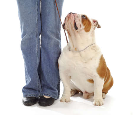 obedience training - english bulldog sitting looking up at owner on white backgroundの写真素材