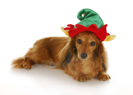 cute dachshund wearing christmas elf hat with reflection on white backgroundの写真素材