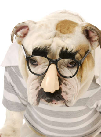 english bulldog wearing groucho marx glasses with funny expression on white backgroundの写真素材