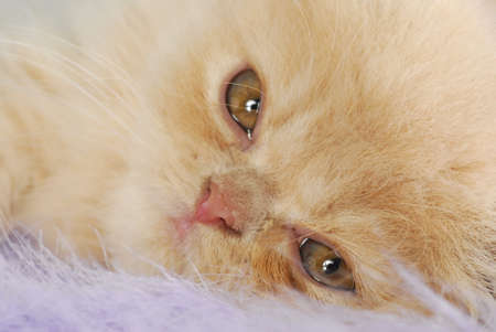 close up details on persian kitten face on purple blanketの写真素材