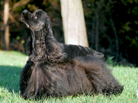 cocker spaniel standing in the grass - champion dog in show coatの写真素材