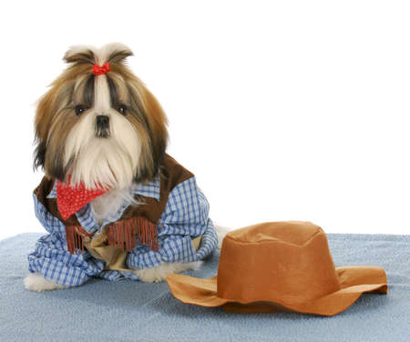 cute shih tzu dressed up like a cowboy on white backgroundの写真素材