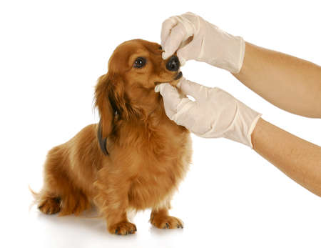 veterinary care - dachshund getting teeth checked by veterinarianの写真素材