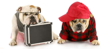 two english bulldogs with their suitcase packed and looking stressed outの写真素材