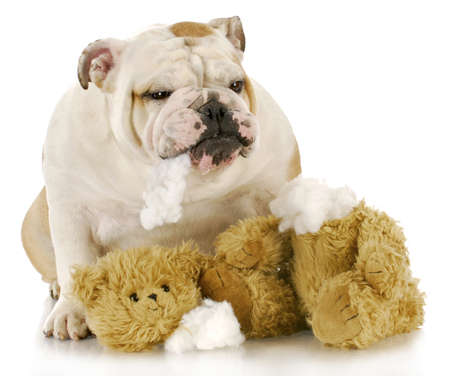 english bulldog ripping apart stuffed animal with reflection on white backgroundの写真素材