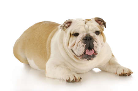 english bulldog female laying down panting with reflection on white backgroundの写真素材