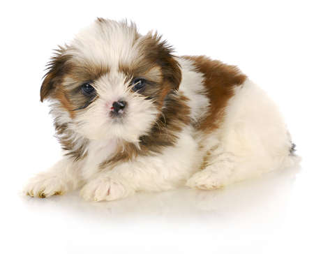 shih tzu puppy on white background - six weeks oldの写真素材