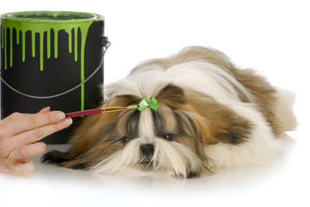 hand painting green bow on shih tzu hair with paint can on white backgroundの写真素材
