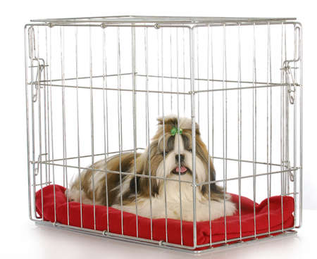 dog in a crate - purebred shih tzu puppy on white backgroundの写真素材