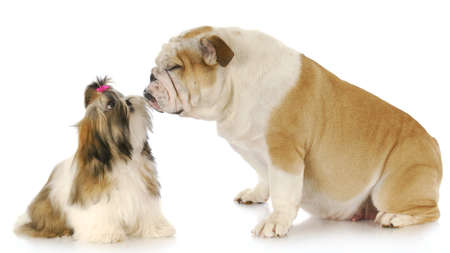 shih tzu and english bulldog friendship with reflection on white backgroundの写真素材
