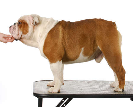 english bulldog puppy standing on dog grooming table on white backgroundの写真素材