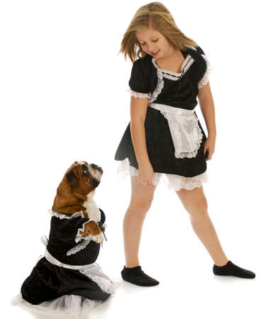 young girl playing dress up with english bulldog with reflection on white backgroundの写真素材
