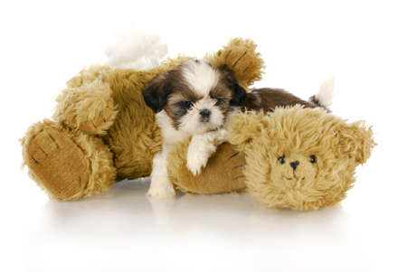 cute shih tzu puppy laying beside ripped and torn teddy bear with reflection on white backgroundの写真素材