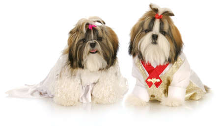 cute shih tzu puppies dress up as bride and groom on white backgroundの写真素材