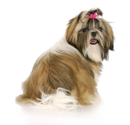 adorable female shih tzu puppy with pink bow in hair with reflection on white backgroundの写真素材