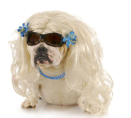 english bulldog wearing blonde wig and blue jewelry on white backgroundの写真素材