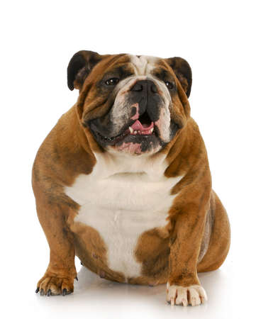 english bulldog sitting with reflection on white backgroundの写真素材