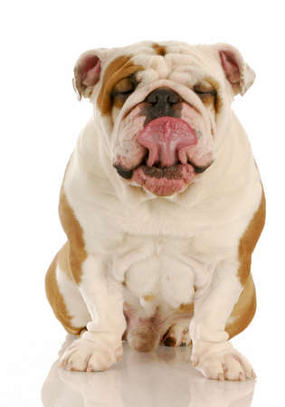 english bulldog with tongue out licking lipsの写真素材