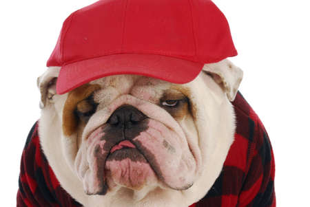 funny looking english bulldog wearing plaid shirt and red trucker hat on white backgroundの写真素材