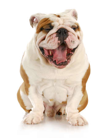 english bulldog with mouth open - looks like laughingの写真素材