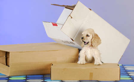 moving day - cute cocker spaniel puppy with cardboard boxes on blue backgroundの写真素材