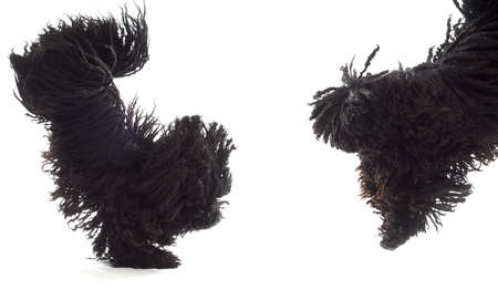 two dogs jumping - corded puli - hungarian herding dogs on white backgroundの写真素材