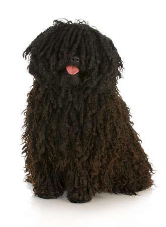 corded puli - hungarian herding dog with reflection on white backgroundの写真素材