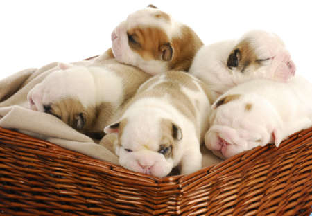 litter of puppies - two week old english bulldog puppies in a basket on white backgroundの写真素材