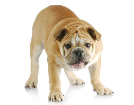 english bulldog standing barking at viewer with reflection on white backgroundの写真素材