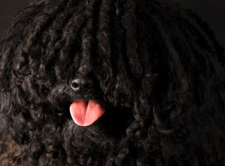 corded puli portrait on black background - hungarian herding dogの写真素材
