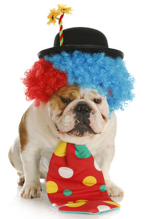 english bulldog dressed up like a clown with reflection on white backgroundの写真素材