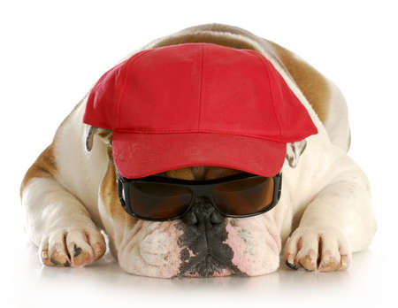 english bulldog wearing sunglasses and red hat with reflection on white backgroundの写真素材