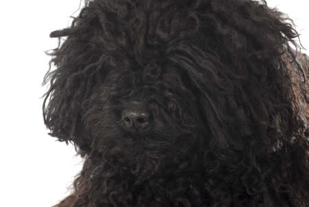 corded puli head portrait on white backgroundの写真素材
