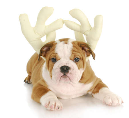 adorable english bulldog puppy wearing reindeer antlers on white backgroundの写真素材