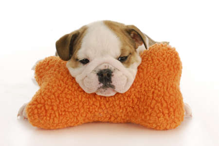 english bulldog puppy resting head on stuffed bone with reflection on white backgroundの写真素材