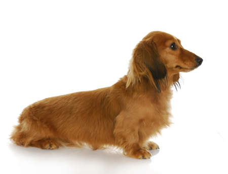miniature dachshund sitting looking away on white backgroundの写真素材