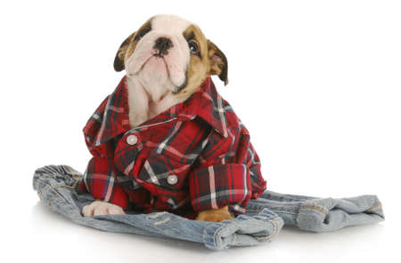 cute puppy - english bulldog puppy wearing plaid shirt sitting on pair of jeans on white backgroundの写真素材
