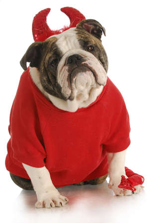 bad dog - english bulldog dressed up like a devil on white backgroundの写真素材
